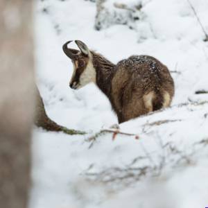 Unlimited Print - Chamois 1