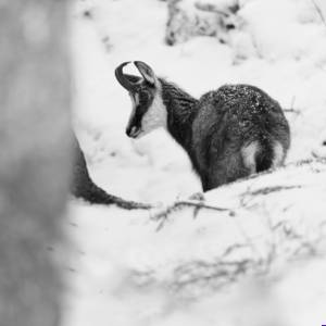 Tirage noir et blanc illimité - Chamois 1