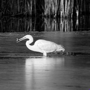 Tirage illimité en noir et blanc - Aigrette 1