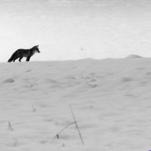 Tirage illimité en noir et blanc - Renard 1