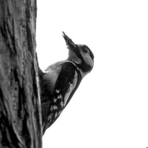 Black & White Unlimited Print - Woodpecker 1