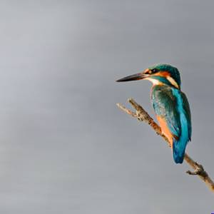 Unlimited Print - Kingfisher 1