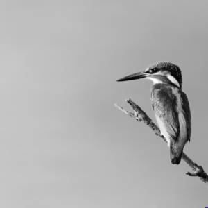 Black & White Unlimited Print - Kingfisher 1