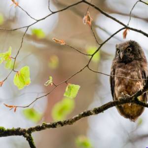 Unlimited Print - Boreal Owl 1