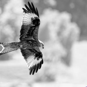 Black & White Unlimited Print - Red Kite 1