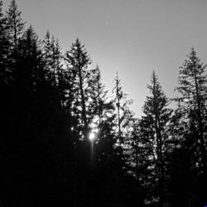 Tirage illimité en noir et blanc - Forêt 1