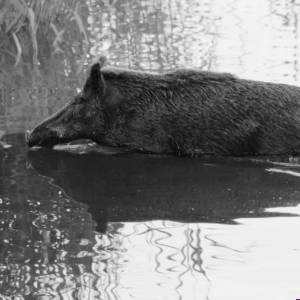 Black & White Unlimited Print - Wild Boar 1