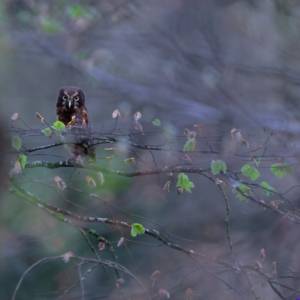 Unlimited Print - Boreal Owl 2