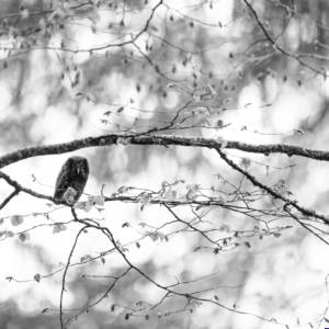 Black & White Unlimited Print - Boreal Owl 1