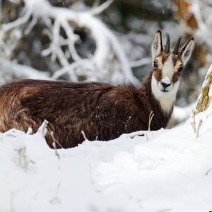 Carte postale - Chamois 1