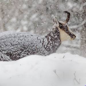 Carte postale - Chamois 2