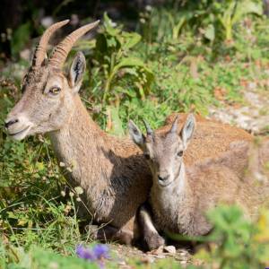 Carte postale - Bouquetins 1