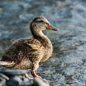 Carte postale - Colvert 1
