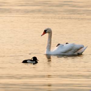 Carte postale - Cygne tuberculé 1