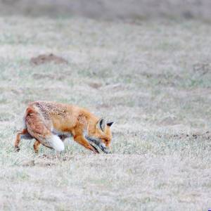 Carte postale - Renard roux 1