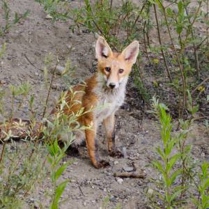 Carte postale - Renard roux 2