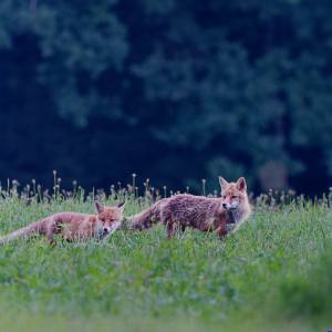 Carte postale - Renard roux 3